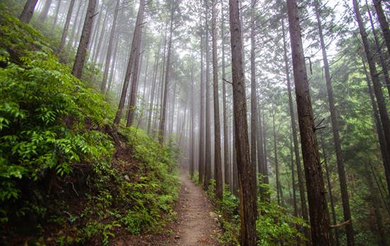 Walking through imposing trail with gigantic trees