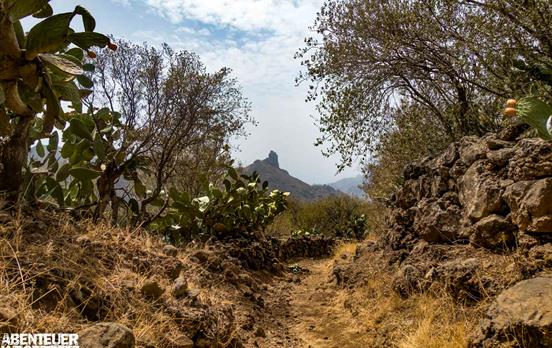 Trockensteinmauer und Kakteen am Weg