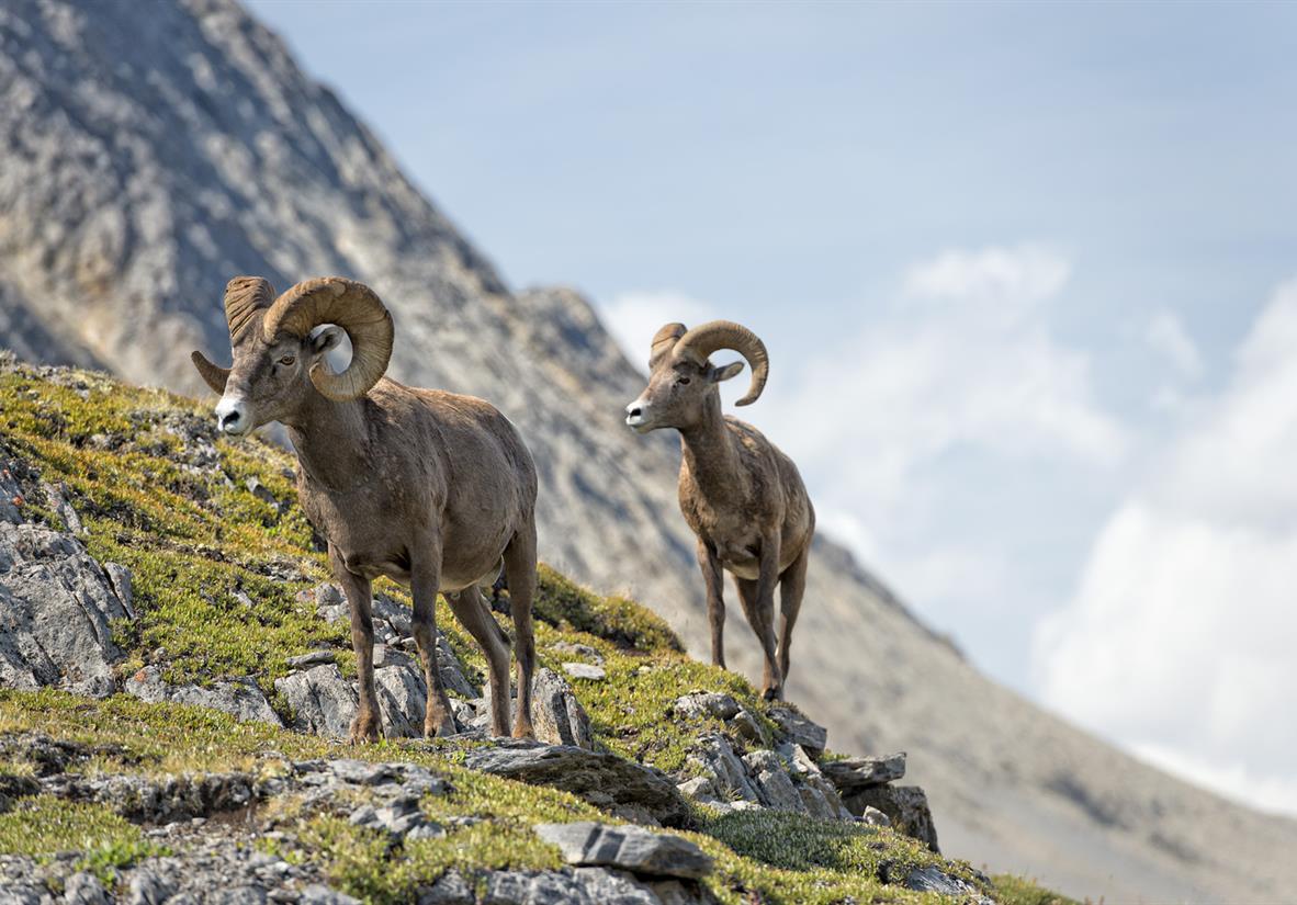 Big horn sheep in Wilcox Pass
