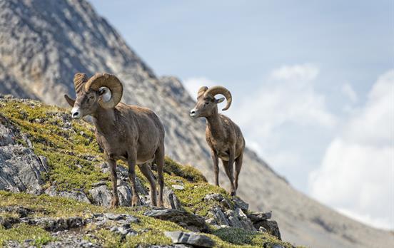 Big horn sheep in Wilcox Pass