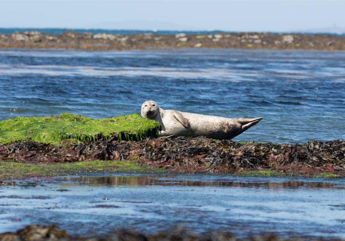 Local seals on Inishmore