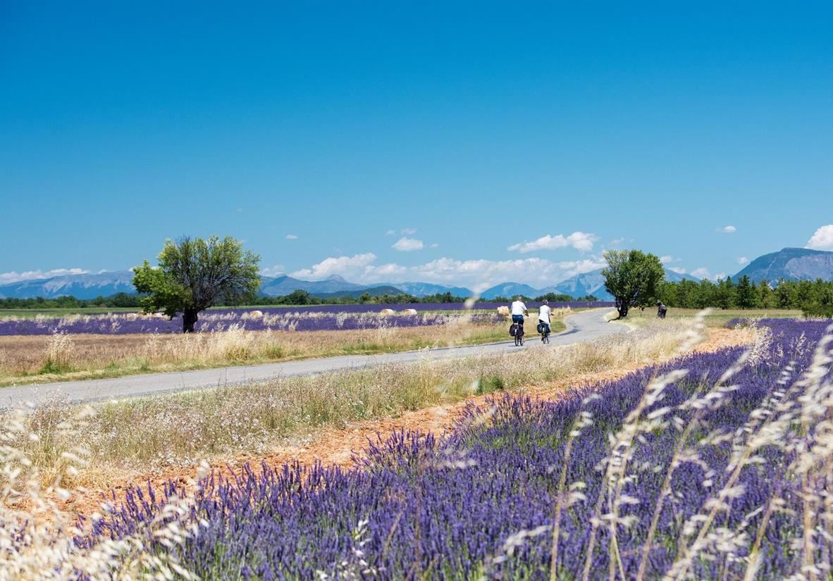 Cycling through lavender fields in Provence