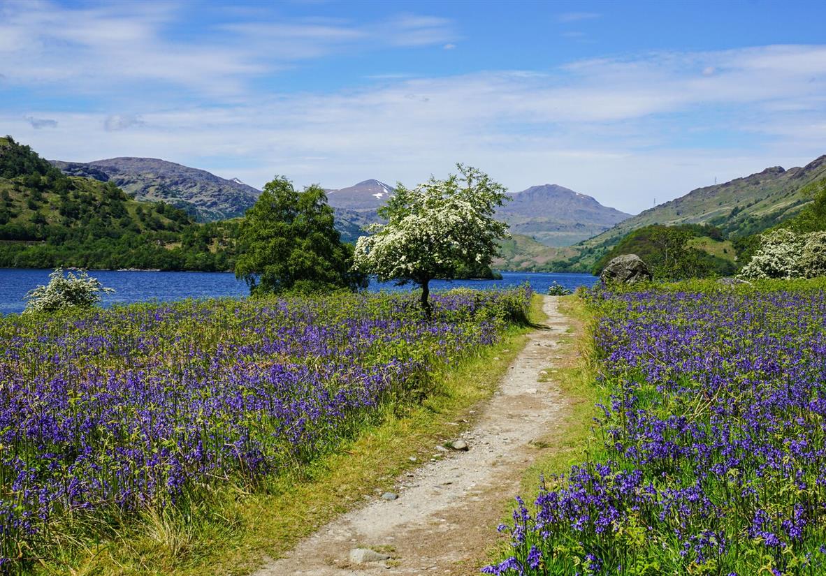 Bluebells blooming in spring on West Highland Way