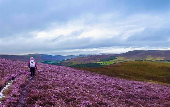 Wandern über sanfte, mit Heidekraut bewachse Hügel