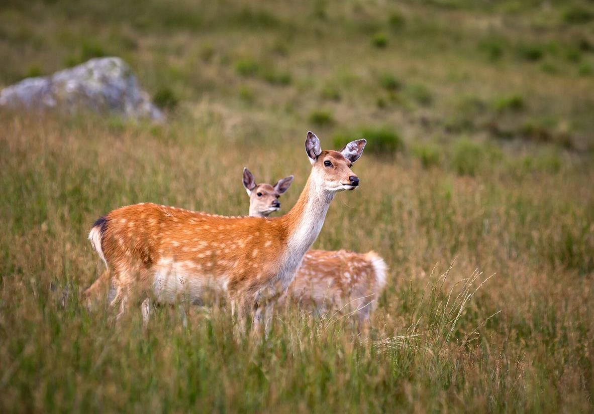 Deer in the Wicklow mountains