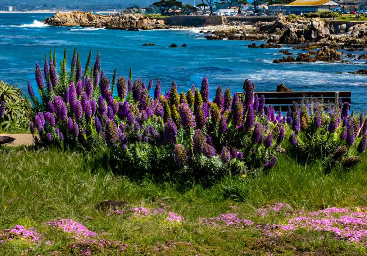 Monterey Bay Coastline