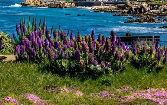 Monterey Bay Coastline