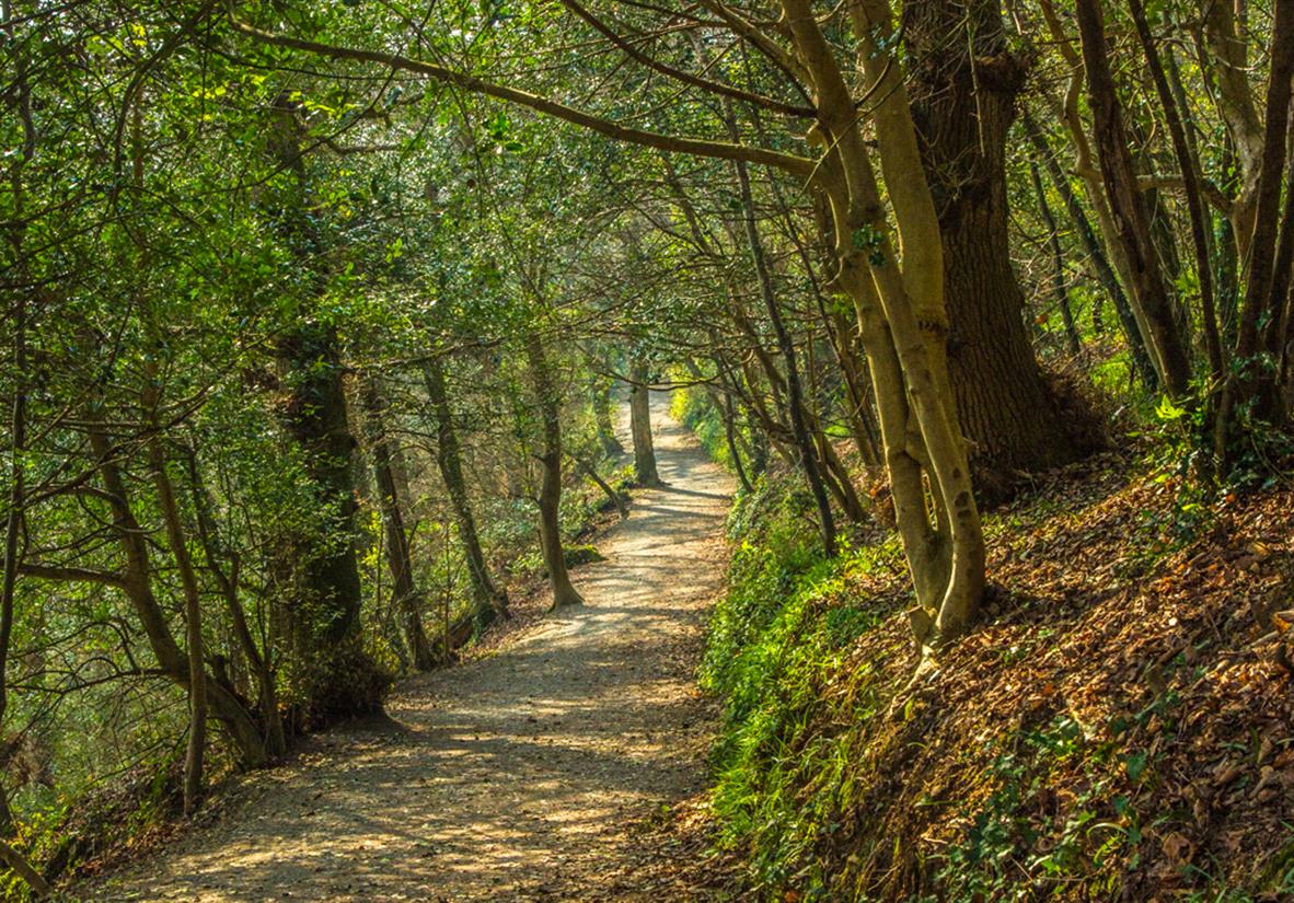 Change of scenery at the wooded Trelissick Gardens