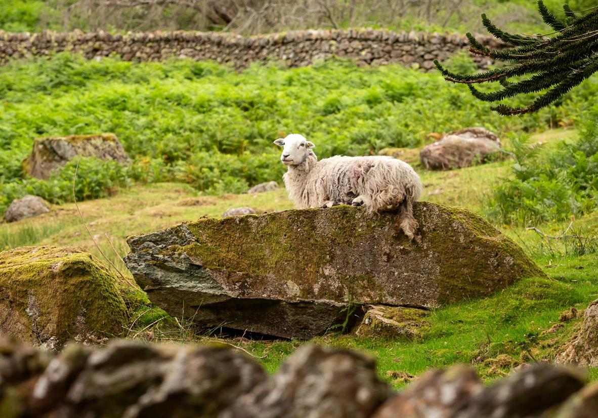 Meet the Locals