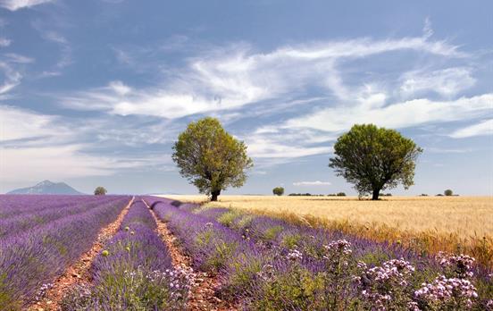 Provence Lavendelfeld