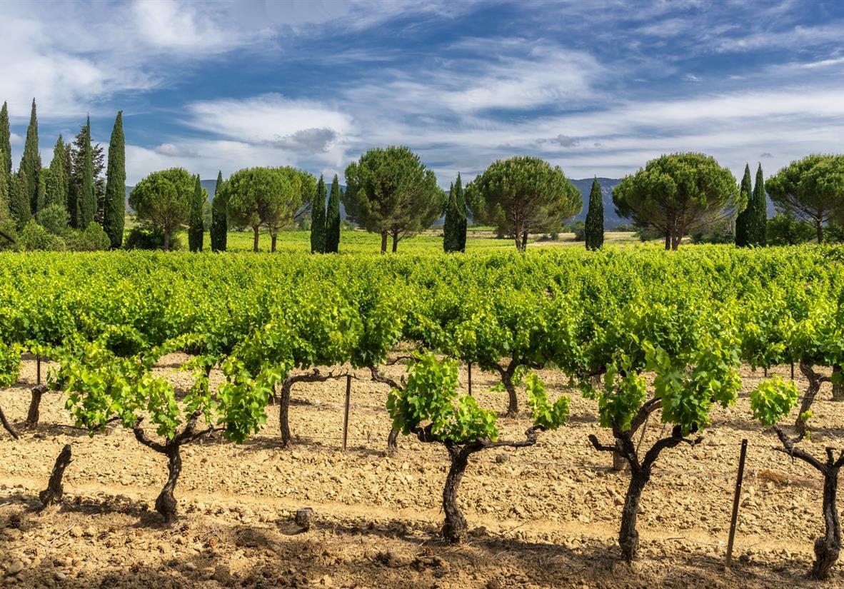 Vineyards in the Luberon National Park