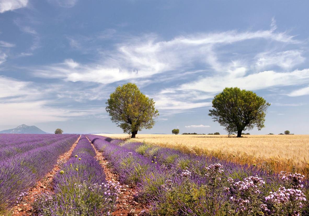 Lavender Fields