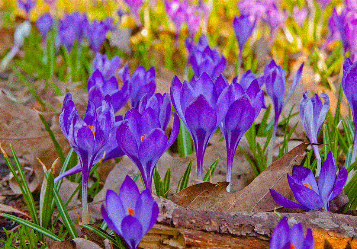 Saffron Orchids