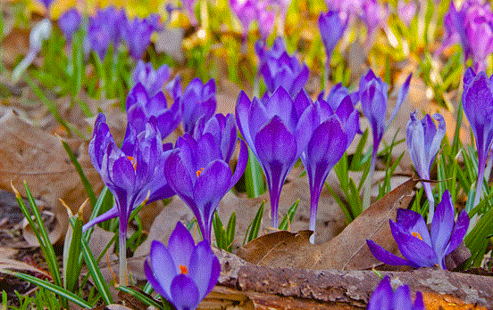 Saffron Orchids of the Causses du Quercy