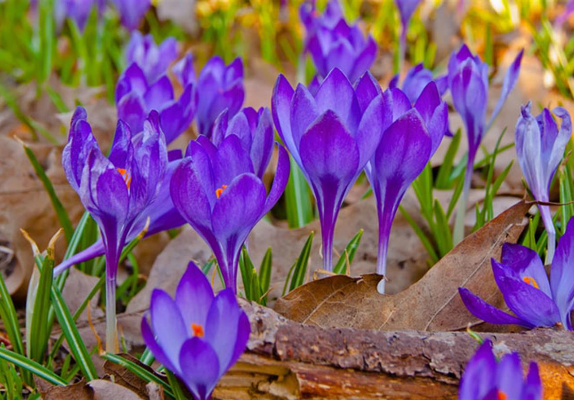 Purple crocuses grown for saffron in Cajarc