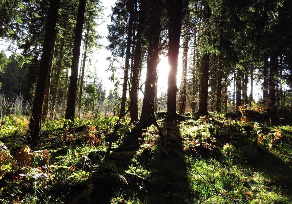 Walk through dense primeval forest