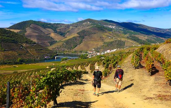 Weinberge und Weinkultur zu Fuss erkunden