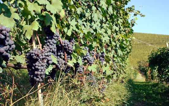 Weinreben um Chambave