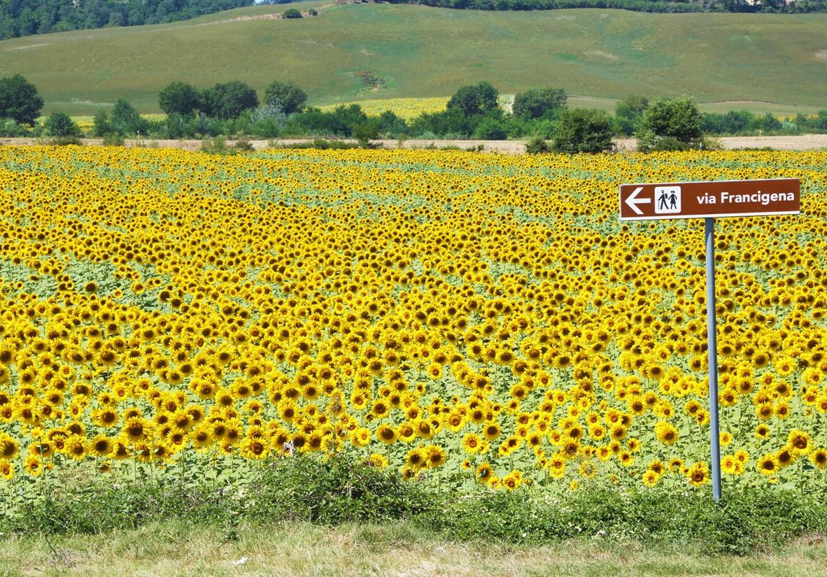 Wegweiser vor einem Sonnenblumenfeld