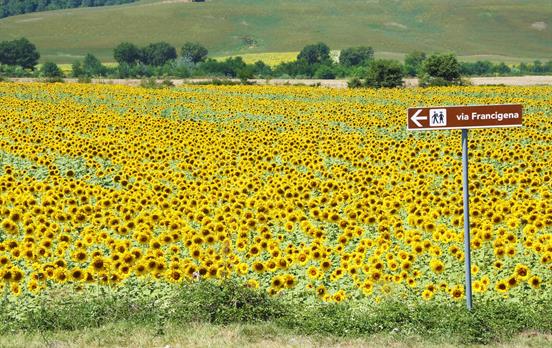 Wegweiser vor einem Sonnenblumenfeld