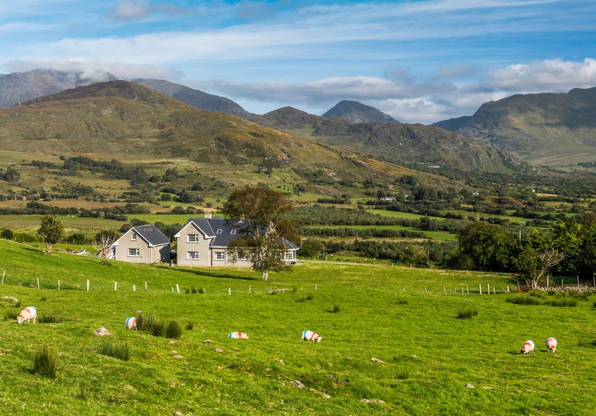 Sheep grazing near Glencar