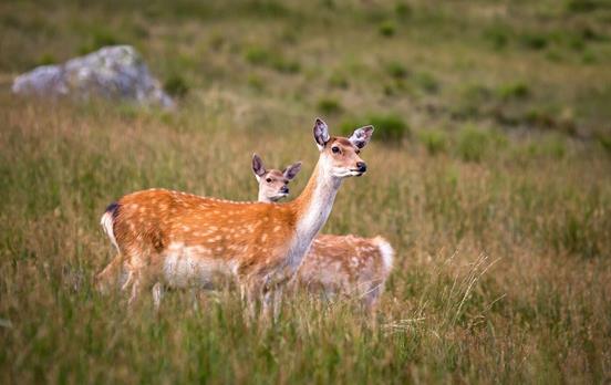 Red deer in the Wicklow Mountains