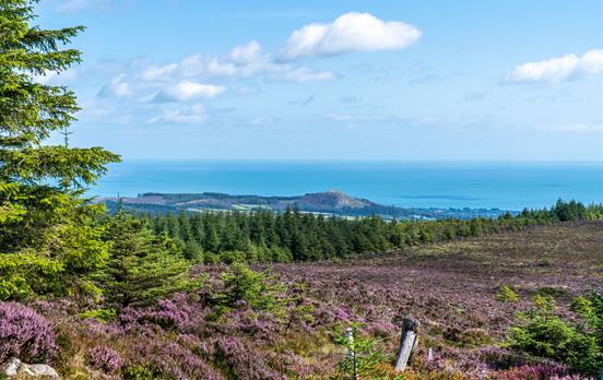 Heather clad hills on the Wicklow Way