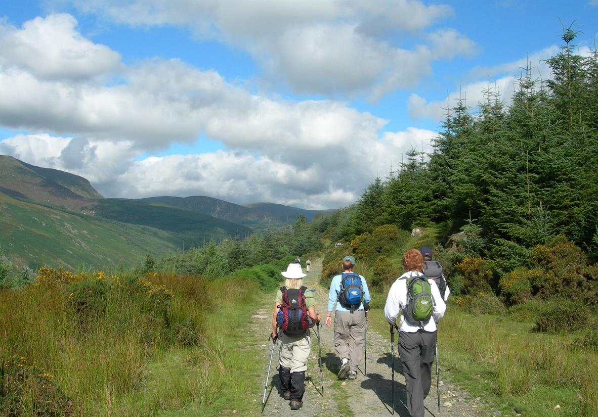 Woodland Trails in the Wicklow Mountains
