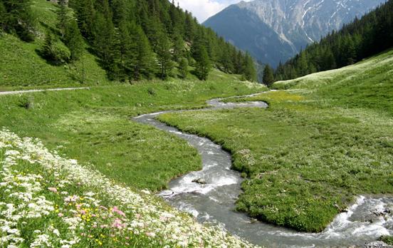 Wildflowers and a flowing river