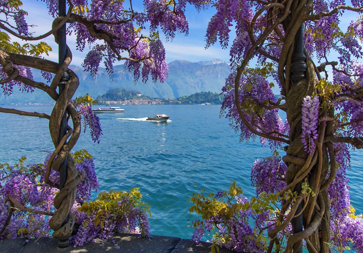 Lake Como and wonderful wisteria