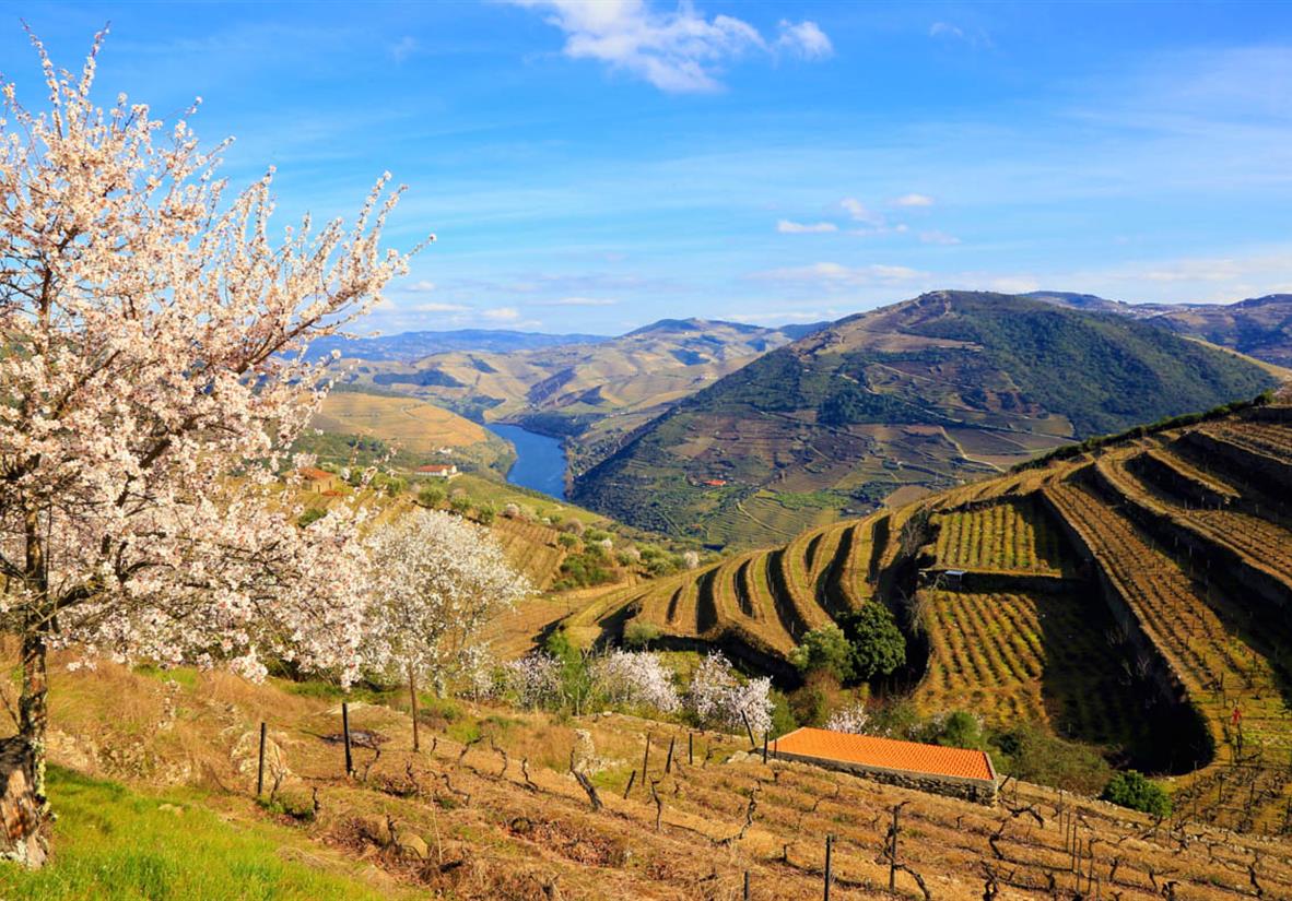 Terrassenlandschaft im Douro-Tal