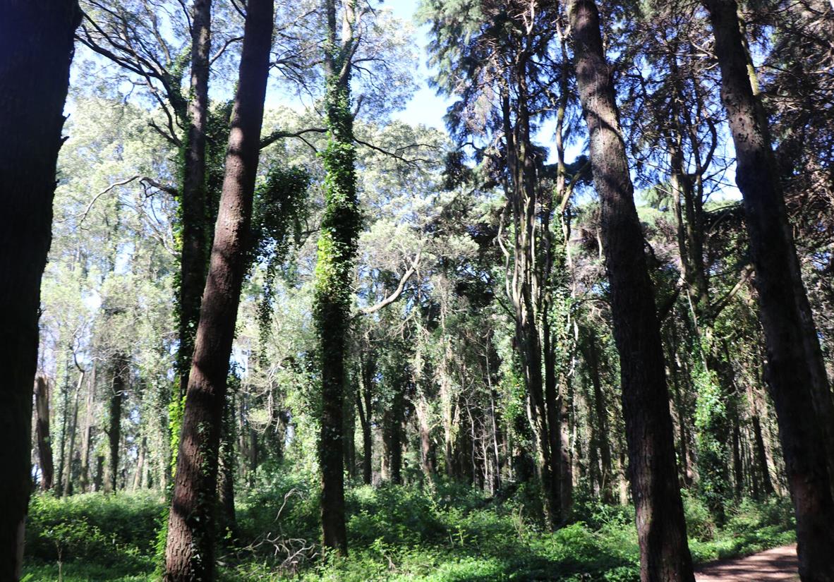 The lush Sintra forest