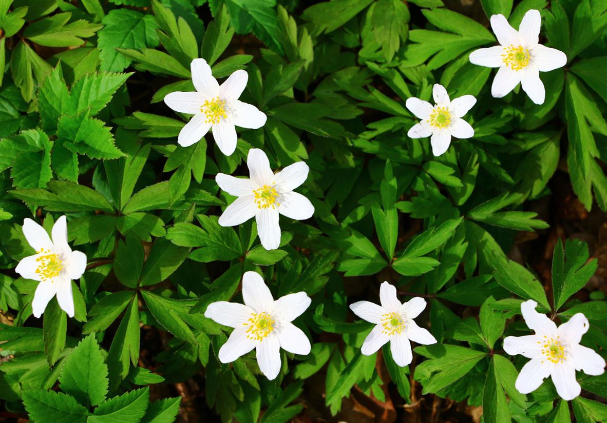 Wildflowers of the Black Forest