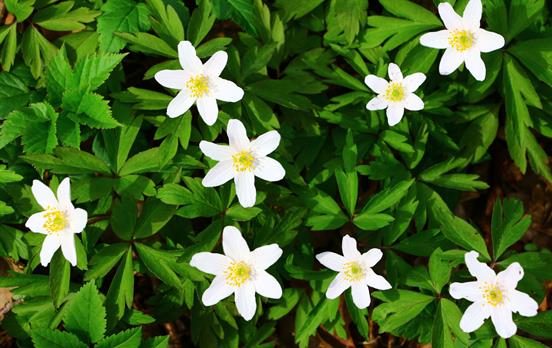 Wildflowers of the Black Forest