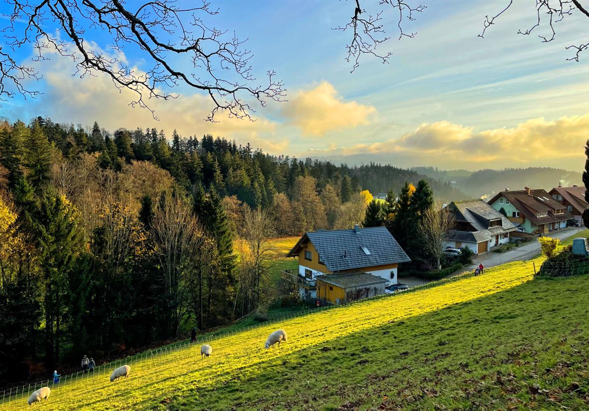 Black forest scenes