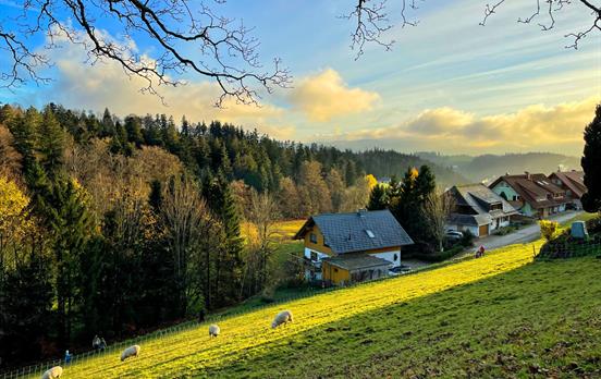 Black forest scenes