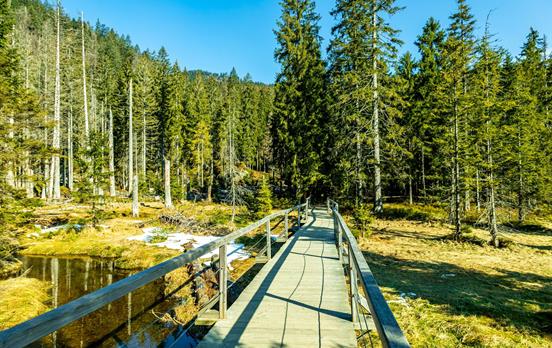 Wanderweg am Großen Arber