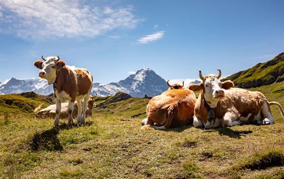 Cows along the trail