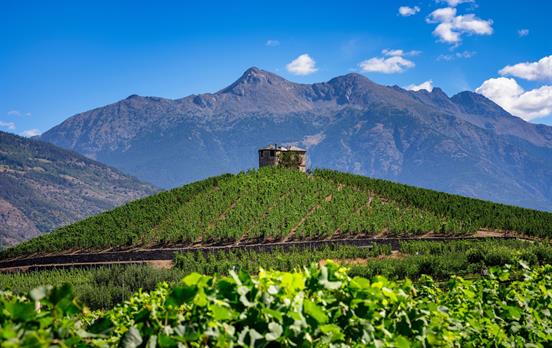 Weinberge um Aymavilles