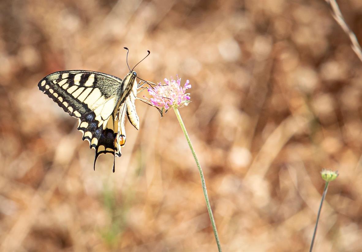 A slow pace to discover delicate creatures