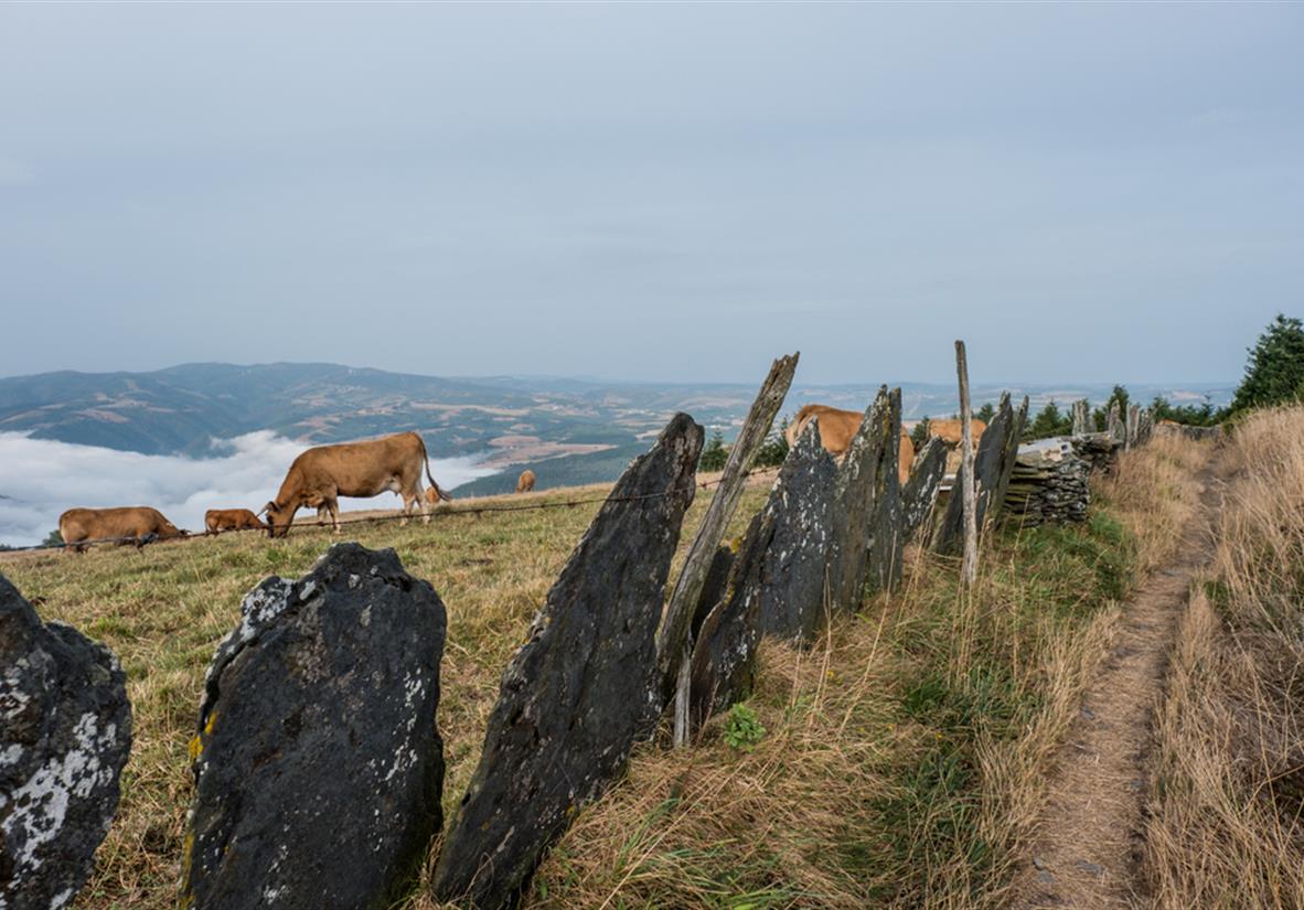 Entlang asturischer Weiden