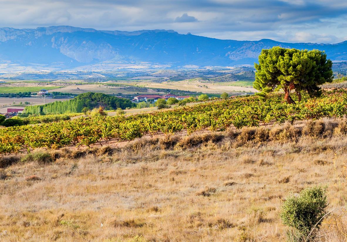 Weinberge von La Rioja