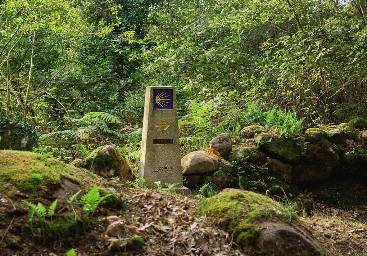 Inmitten der wälder Galiciens