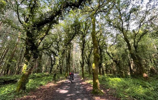 Die Eukalpytuswälder vor Santiago.