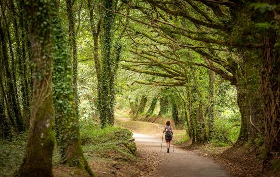 Wunderschöne Wälder