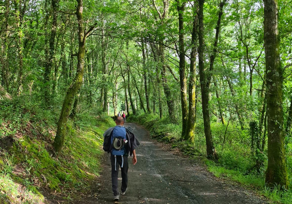 Wanderungen durch dichte Wälder.