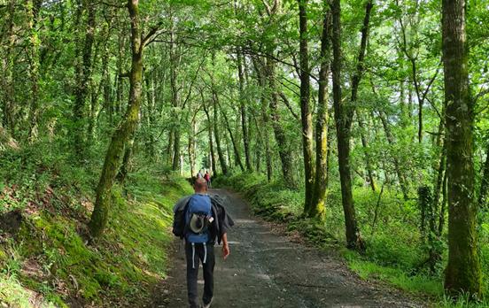 Wanderungen durch dichte Wälder.