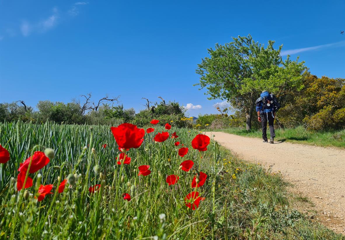 Pilgrim on the Camino