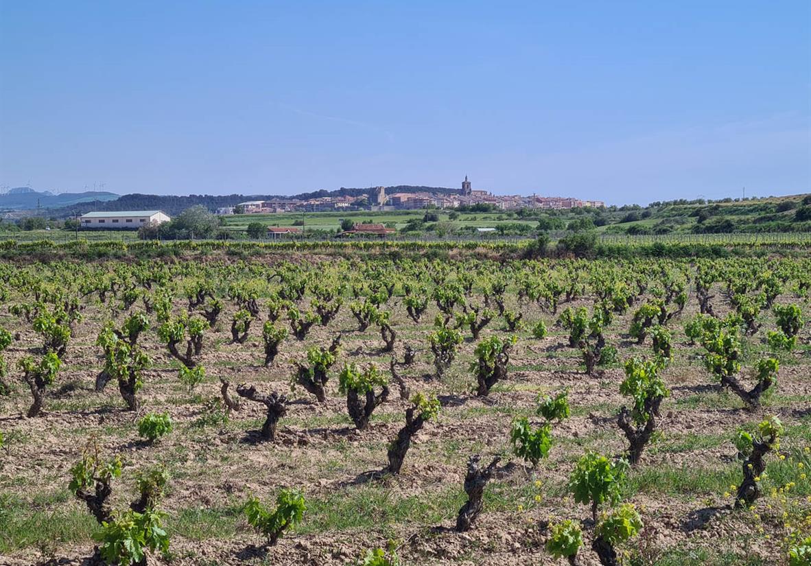 Winefields along the way