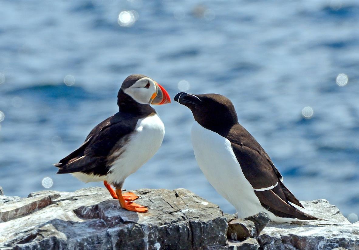 Puffins on the Isle of Orkney
